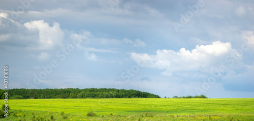 Panorama of a wheat field in Ukraine against the background of sky and clouds © onyx124