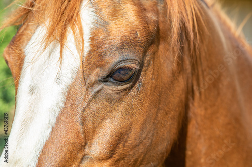 Closeup of the Face , Blaze and Eye of an Arabian Mare Horse