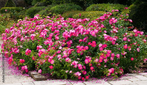 Magic Meillandecor rose bushes. Roses in bloom in May, pink roses.
