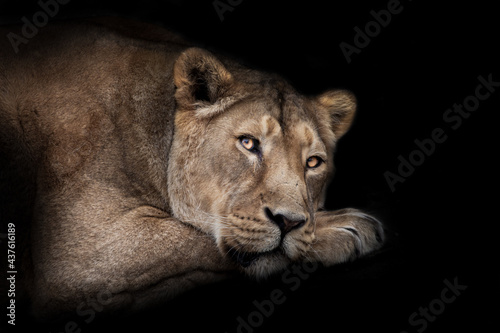 Fototapeta Naklejka Na Ścianę i Meble -  In the dark, a red-haired languid lioness lies with open eyes in profile, a muzzle and a powerful paw, an attentive assessing predatory look
