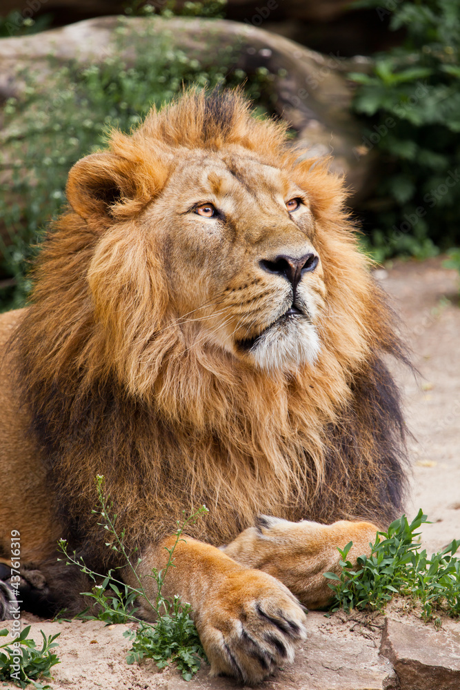 King Lion in a half turn, head and paws , Asian Indian lion on a background of stones King Lion in a half turn, head and paws , Asian Indian lion on a background of stones