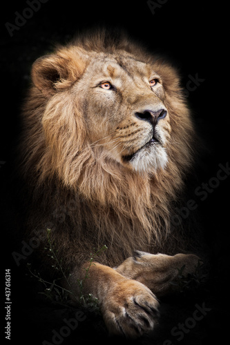 A powerful male with a magnificent mane proudly look like a king on a black background isolated in a half turn