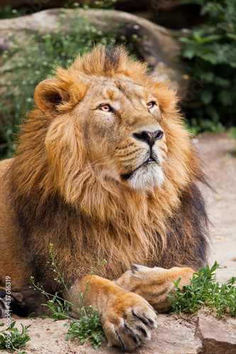King Lion  in a half turn  head and paws   Asian Indian lion on a background of stones