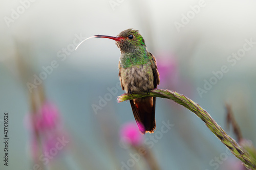 Rufous-tailed Hummingbird - Amazilia tzacatl medium-sized hummingbird, from Mexico, Colombia, Venezuela and Ecuador to Peru. Long tongue and the purple flowers in the background photo