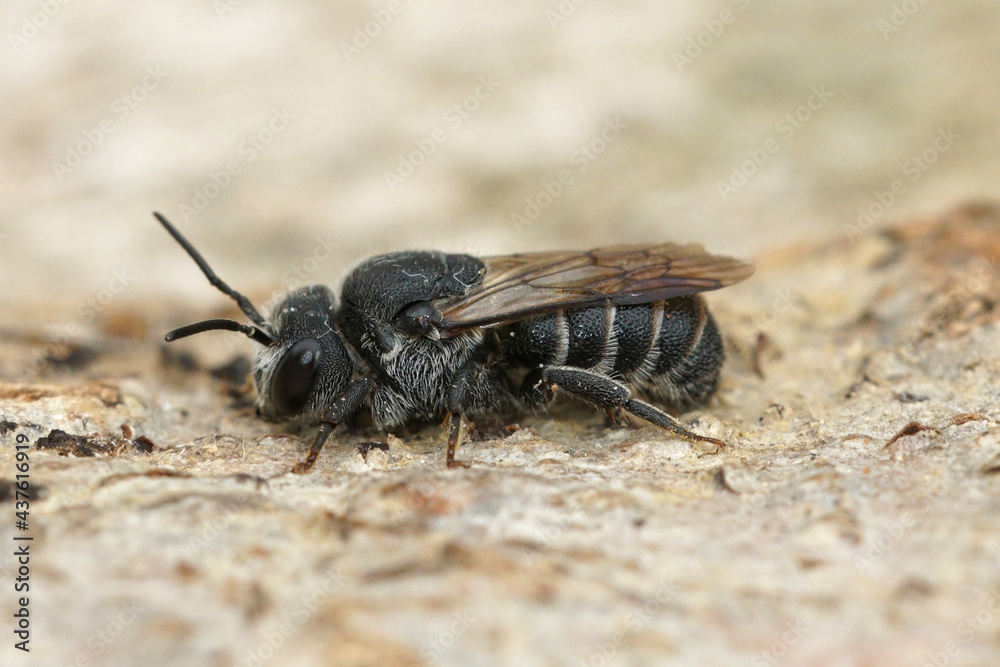 Closeup on the rare black cuckook bee, Stelis simillima in Gard, France Closeup on the rare black cuckook bee, Stelis simillima in Gard, France