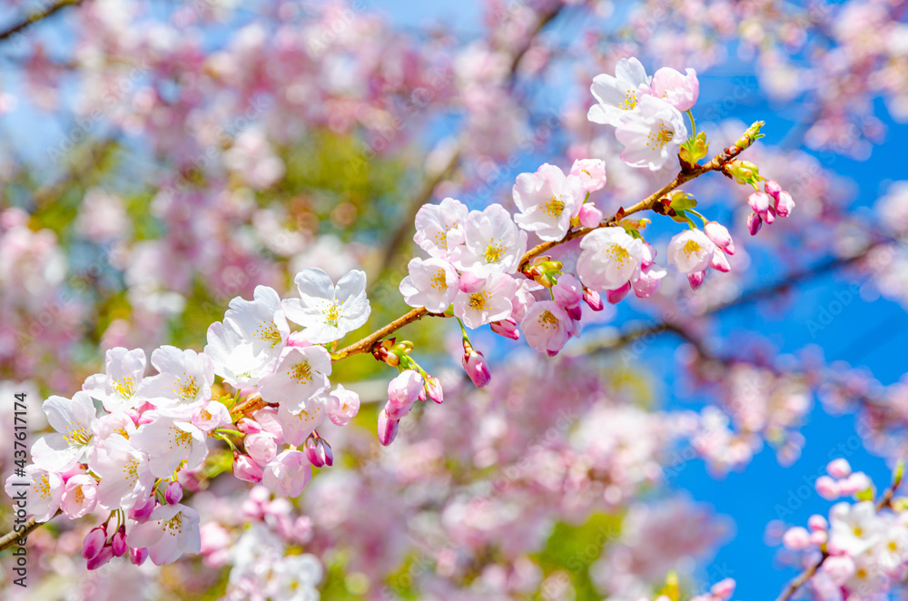 Cherry blossom trees are blooming!