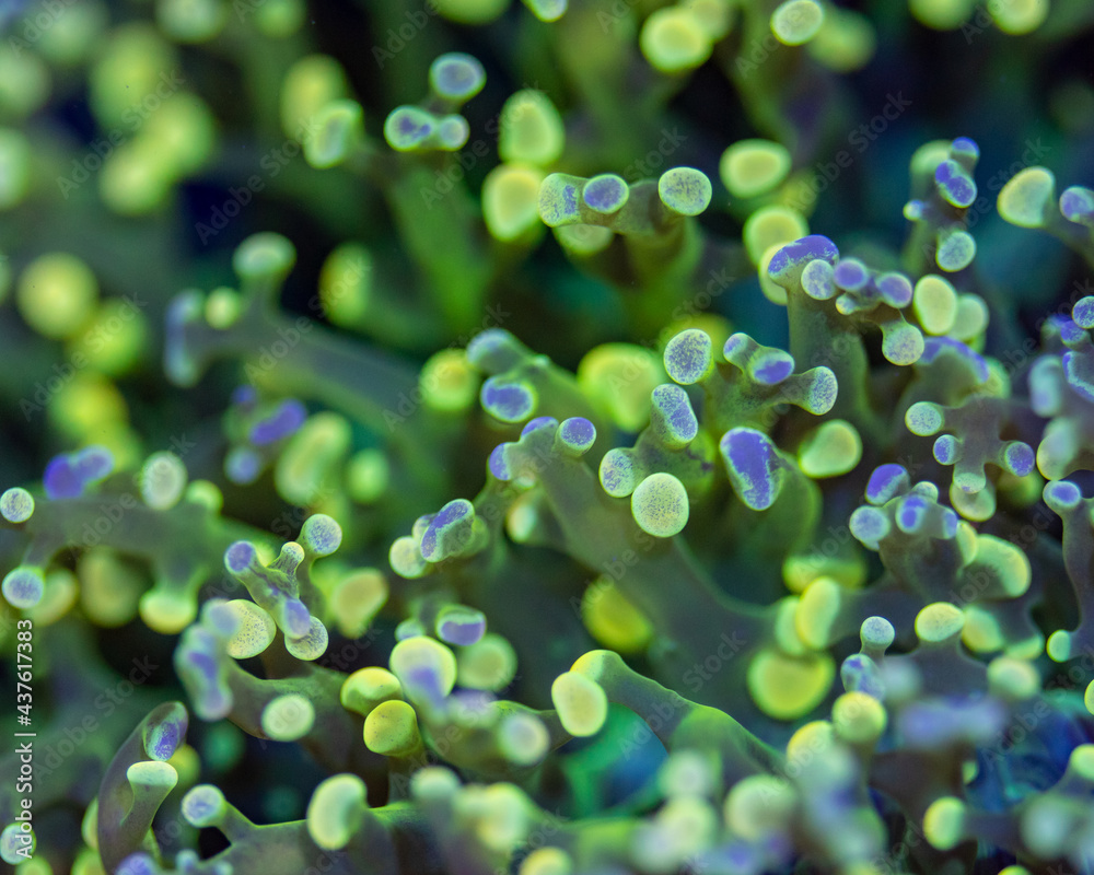 Green Frogspawn coral macro shot