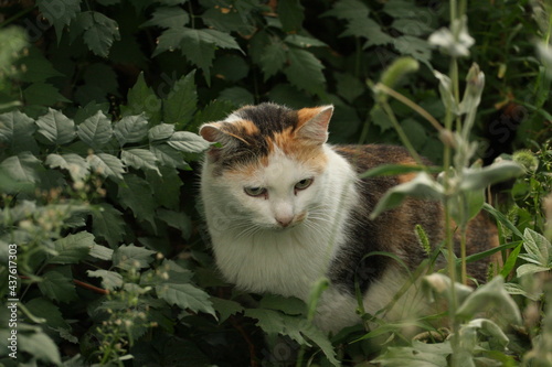 cat in the garden