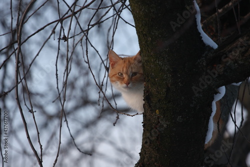 ginger cat on a tree