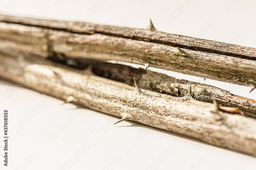 macro: three dried blackberry canes with thorns