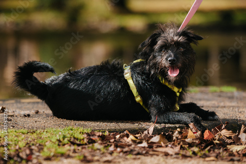 Closeup of an adorable affenpinscher on a leash lying on the ground in a park under the sunlight photo