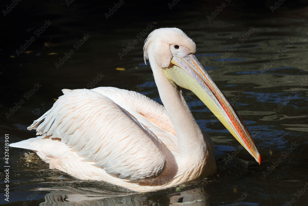 Rosapelikan / White pelican / Pelecanus onocrotalus. Rosapelikan / White pelican / Pelecanus onocrotalus.