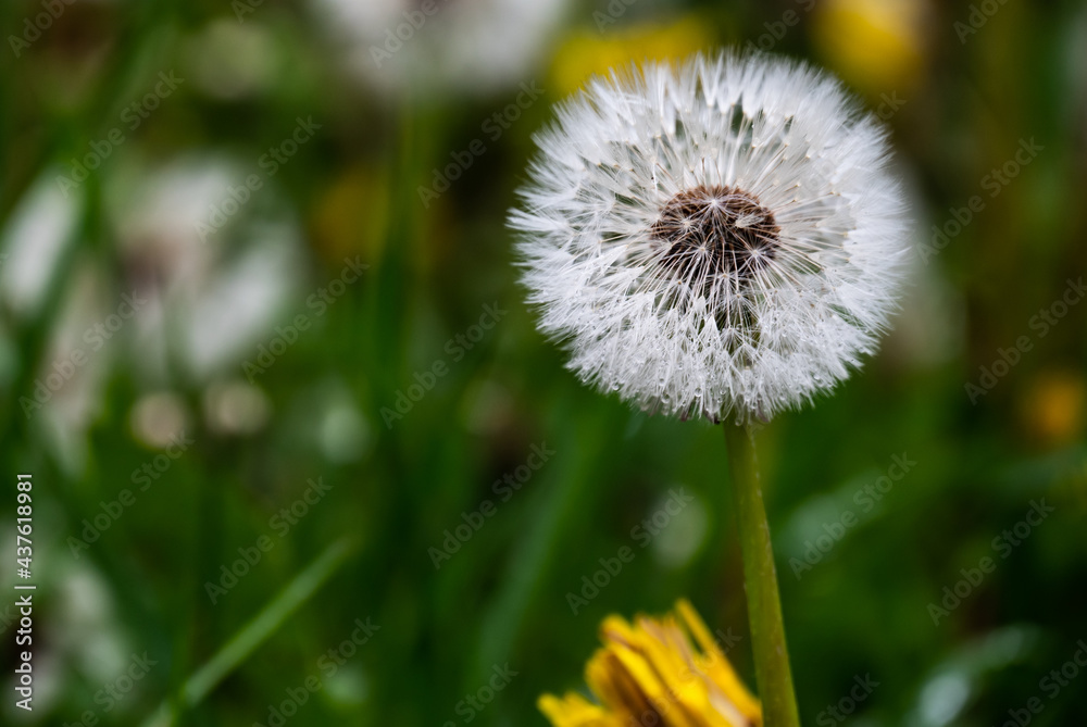 Dandelions single flower standing in the backyard. Dandelions single flower standing in the backyard.