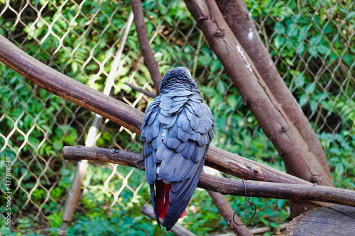 Closeup of a Pesquet's parrot perched on a tree branch in a zoo under the sunlight photo