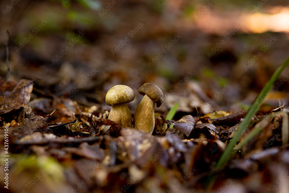 White mushrooms in the woods, on a background of leaves, bright sunlight. Boletus. Mushroom White mushrooms in the woods, on a background of leaves, bright sunlight. Boletus. Mushroom