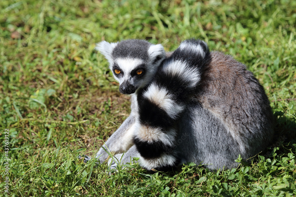 Obraz premium Katta / Ring-tailed lemur / Lemur catta