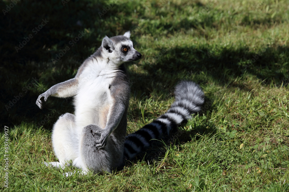 Katta / Ring-tailed lemur / Lemur catta