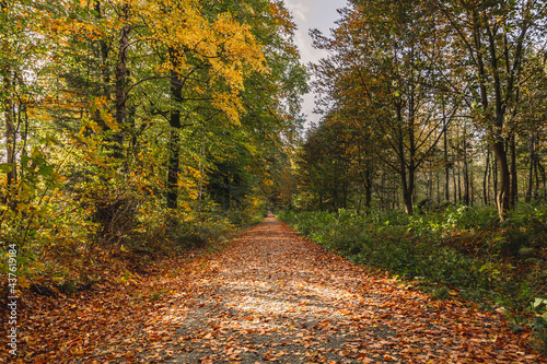 Path in autumn forest