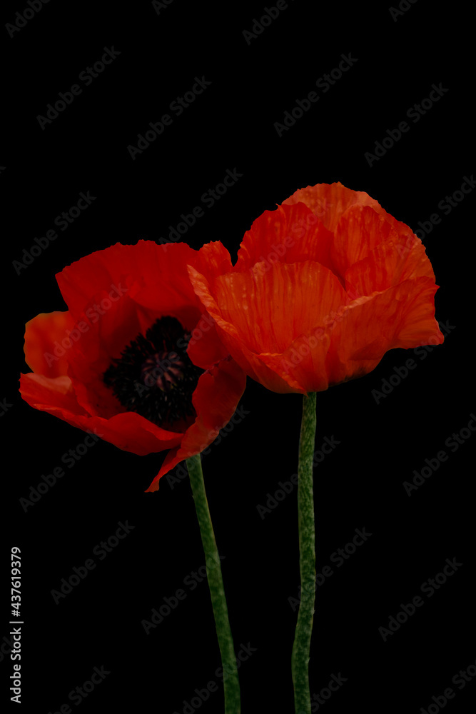 Two red poppy flowers with stem isolated on black background Two red poppy flowers with stem isolated on black background