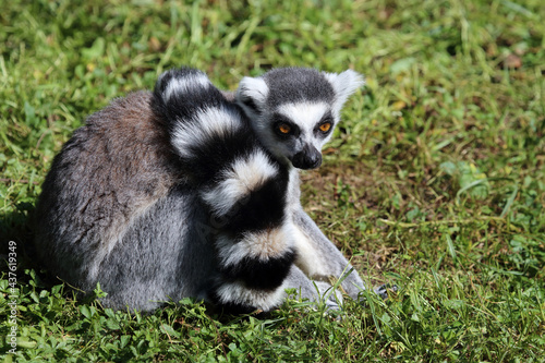 Katta / Ring-tailed lemur / Lemur catta © Ludwig