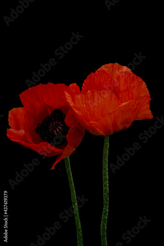 Two red poppy flowers with stem isolated on black background