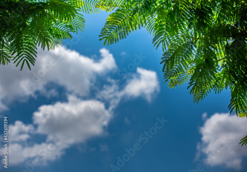 Green leaves of flame tree on top and blue sky with white clouds beneath