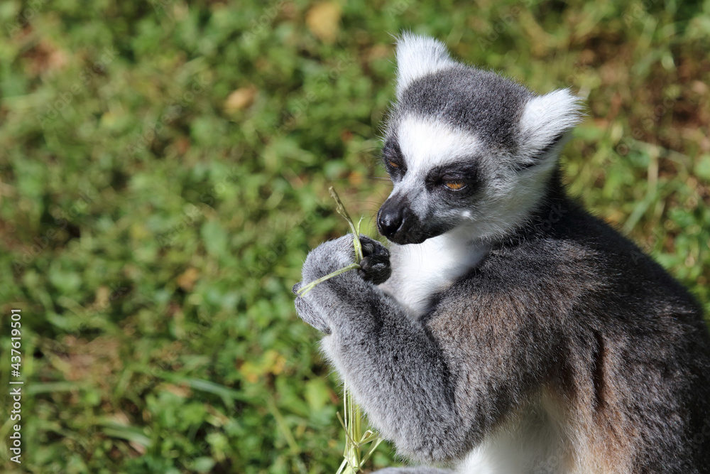 Fototapeta premium Katta / Ring-tailed lemur / Lemur catta