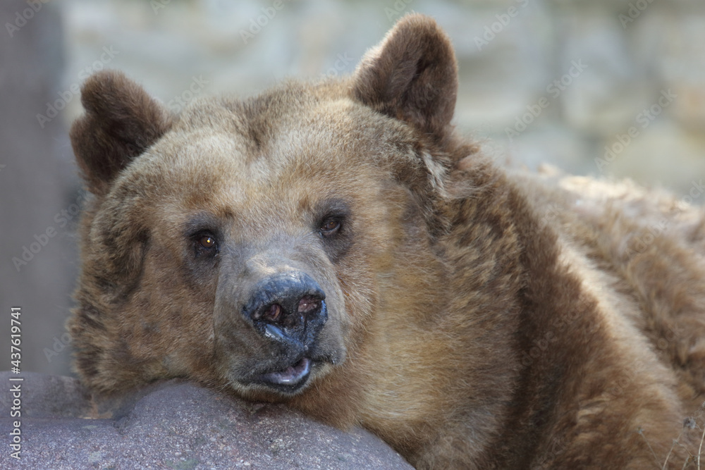 Europäischer Braunbär / European brown bear/ Ursus arctos