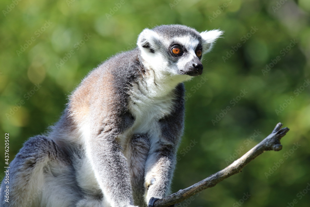 Katta / Ring-tailed Lemur / Lemur catta Katta / Ring-tailed Lemur / Lemur catta