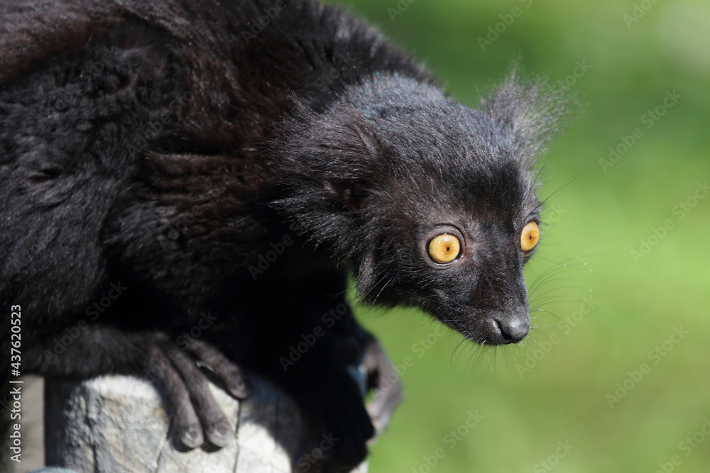 Fototapeta premium Mohrenmaki / Black lemur / Eulemur macaco.