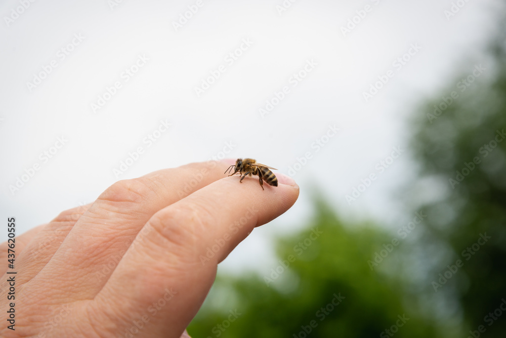 The bee sat on his hand and wants to sting.