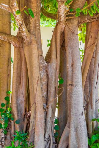 Big tropical tree natural pedestrian walkways Playa del Carmen Mexico. photo