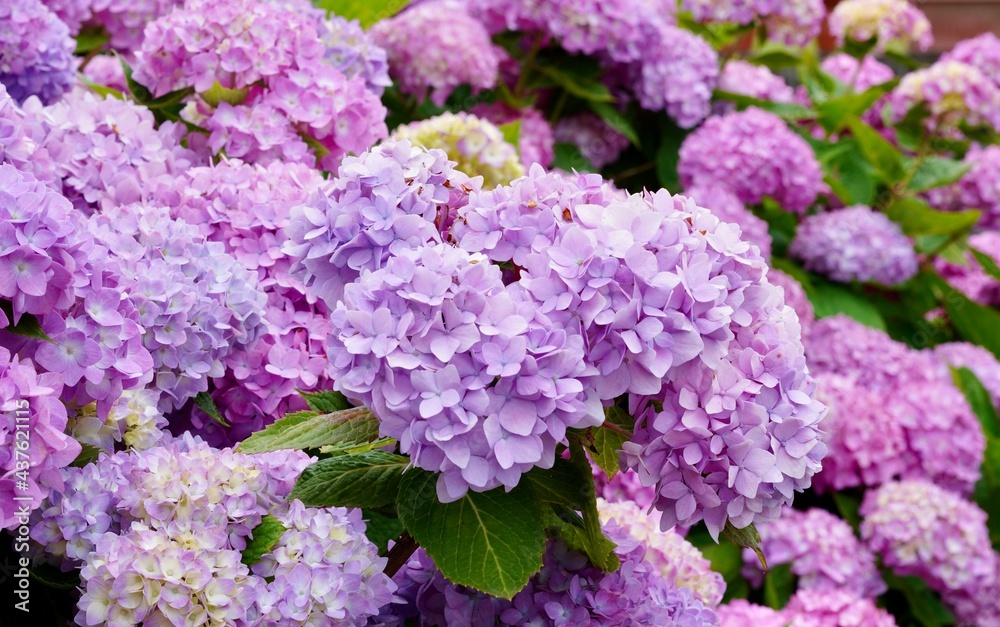 紫陽花 紫陽花