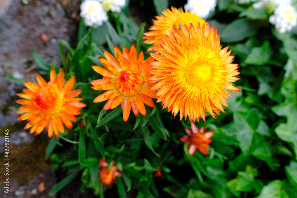 Xerochrysum bracteatum, yellow and orange flowers, beautiful dried flower plant for compositions, decorative gardening concept, beauty of nature Xerochrysum bracteatum, yellow and orange flowers, beautiful dried flower plant for compositions, decorative gardening concept, beauty of nature
