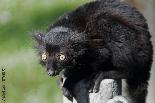 Mohrenmaki / Black lemur / Eulemur macaco photo
