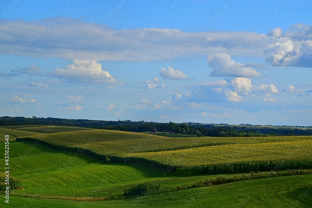 field of corn