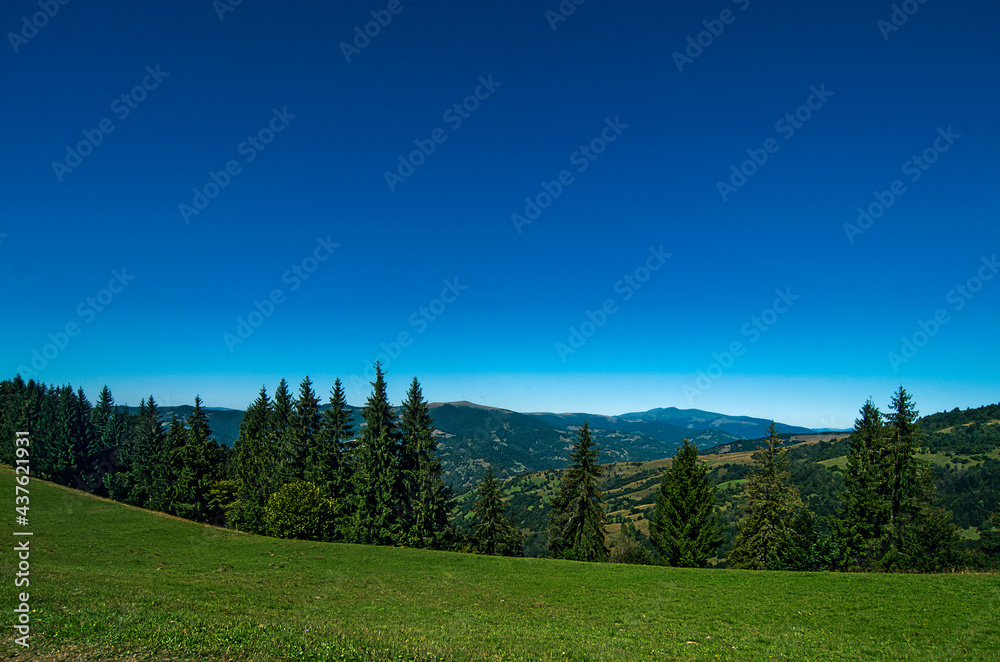 Mountain landscape with forest in the summer. Silhouettes of fir trees in the fog
