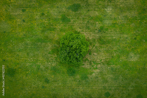 A lonely green tree captured from above - a treetop shot as a peaceful background, concept nature.