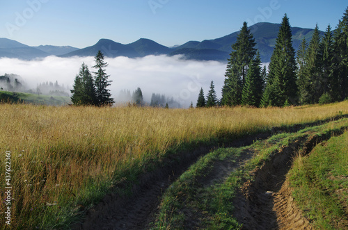 Mountain landscape with forest in the summer. Silhouettes of fir trees in the fog