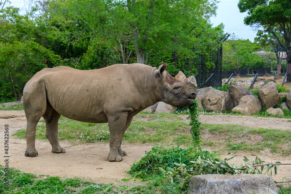 Naklejka premium 横浜動物園ズーラシアのクロサイ