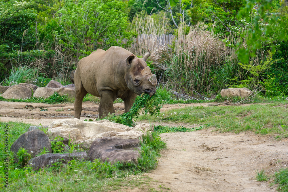 Obraz premium 横浜動物園ズーラシアのクロサイ