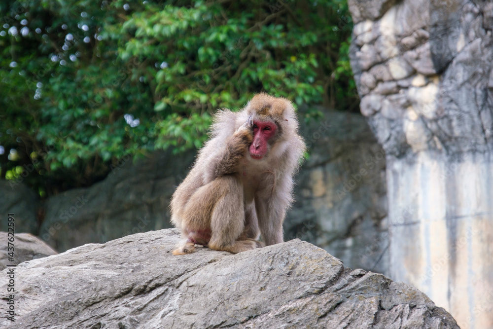 横浜動物園ズーラシアのニホンザル