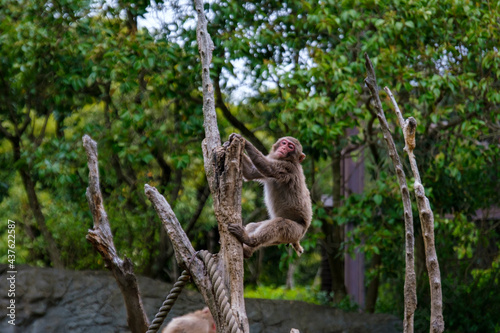 横浜動物園ズーラシアのニホンザル