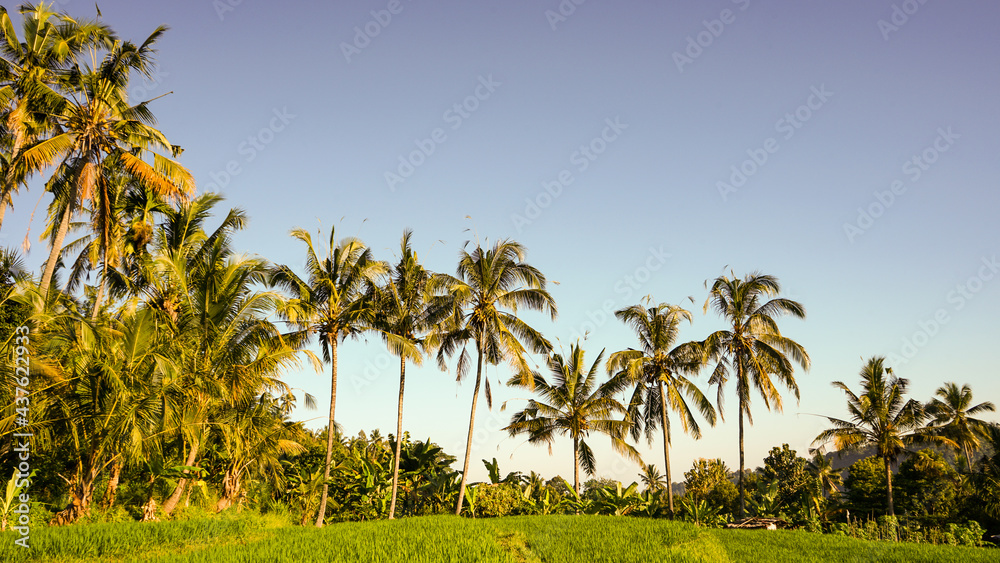 Obraz premium corn field and sky
