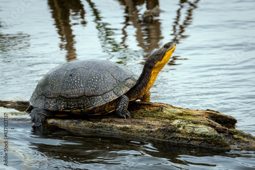 Blanding's Turtle on a log. photo