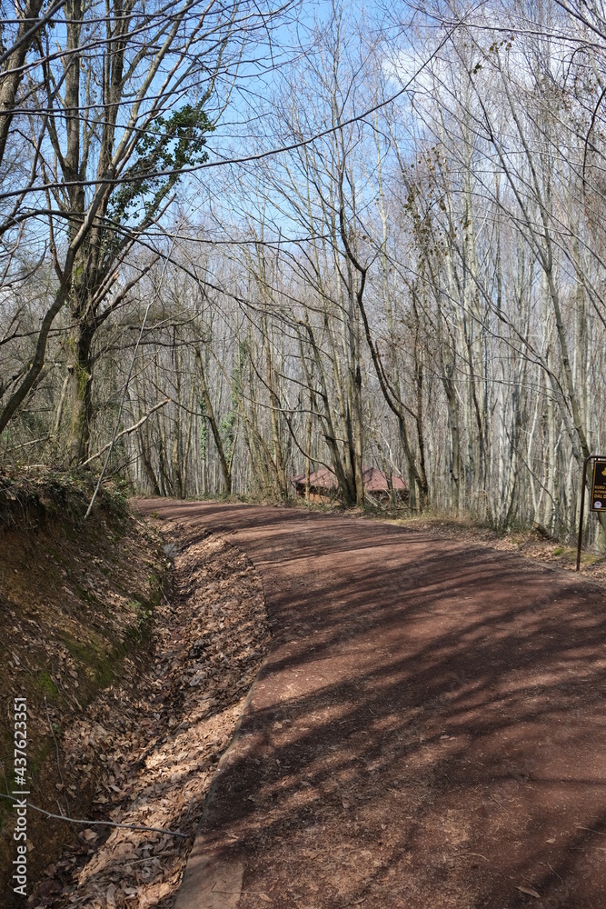 Forest Walk, Walking in the fresh air for a forest walk. Forest Walk, Walking in the fresh air for a forest walk.