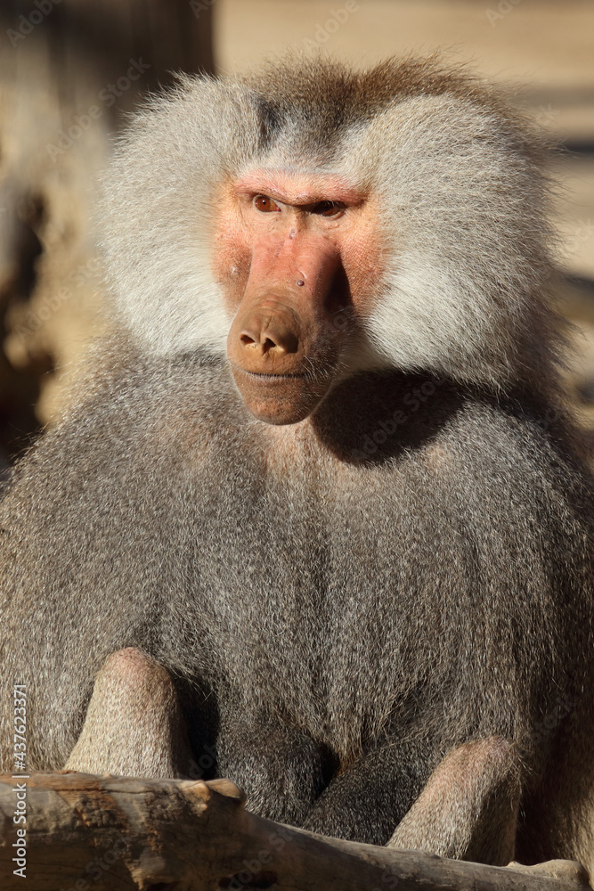 Mantelpavian / Hamadryas baboon / Papio hamadryas. Mantelpavian / Hamadryas baboon / Papio hamadryas.