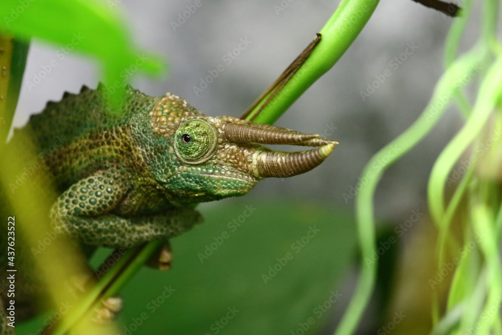 Naklejka premium Dreihornchamäleon / Jackson's chameleon / Trioceros jacksonii xantholophus