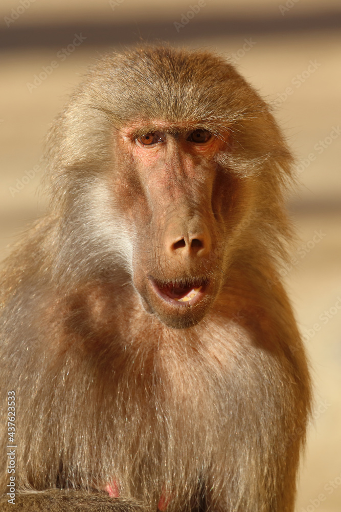 Mantelpavian / Hamadryas baboon / Papio hamadryas.