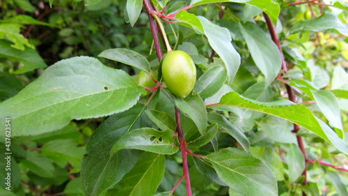 Green and blooming plum fruit